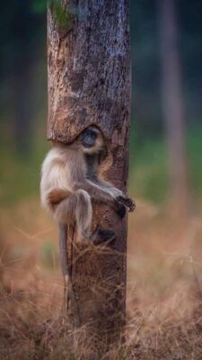 caption group monkey in tree