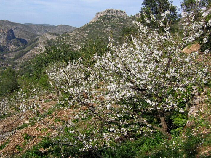 2006 Cherry Blossom