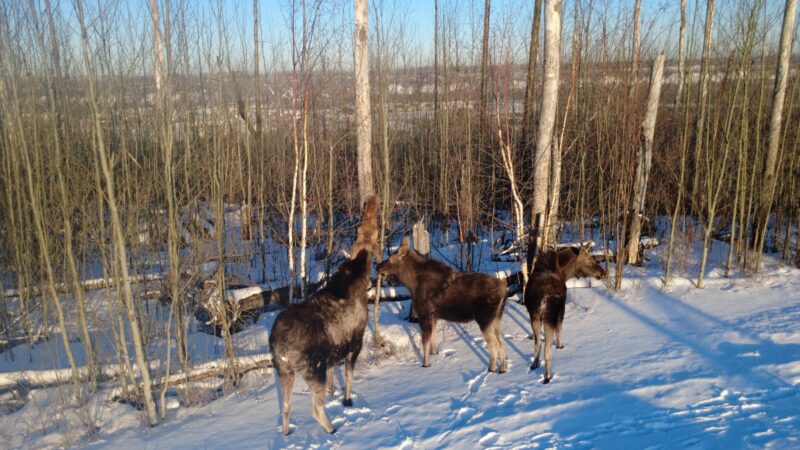 2026 winter moose 2