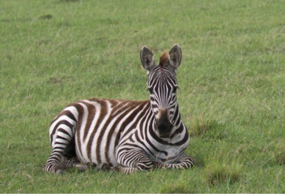 Young Zebra