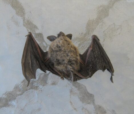Bat