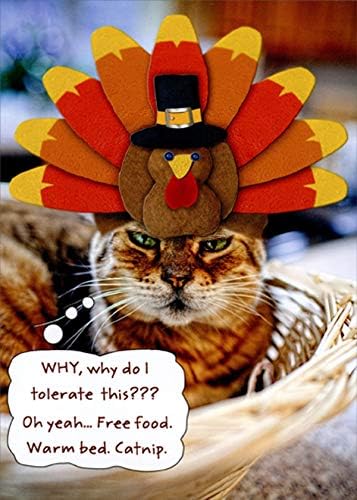 thanksgiving cat