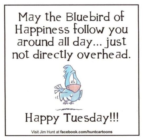 Tuesday bluebird but not overhead