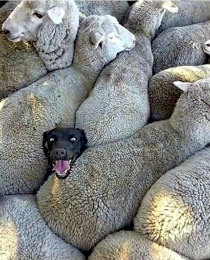 Another Fine Mess