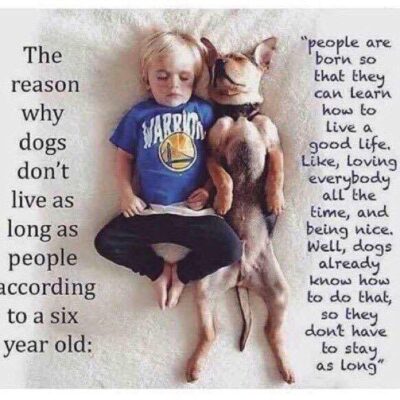 quote group dogs dont live long