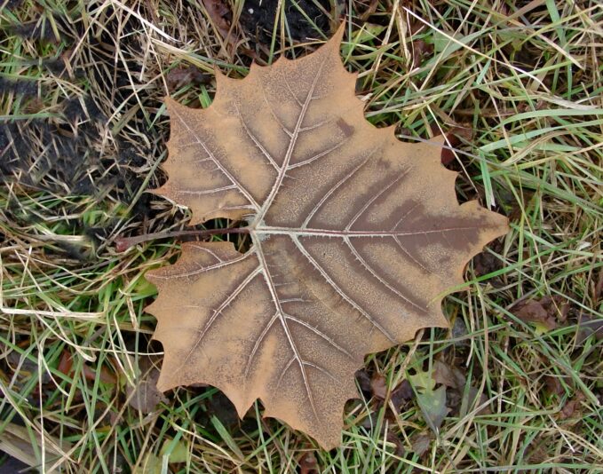 AMAZING LEAF_face26
