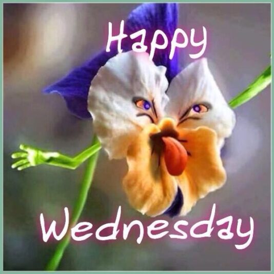 Happy-Wednesday-Meme-4