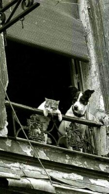caption group dog and cat looking down