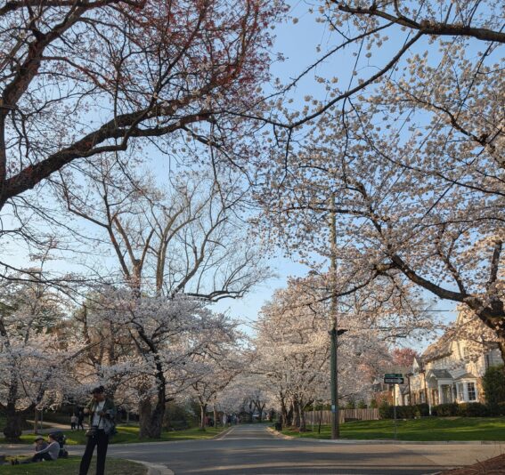 Cherry Blossoms 2