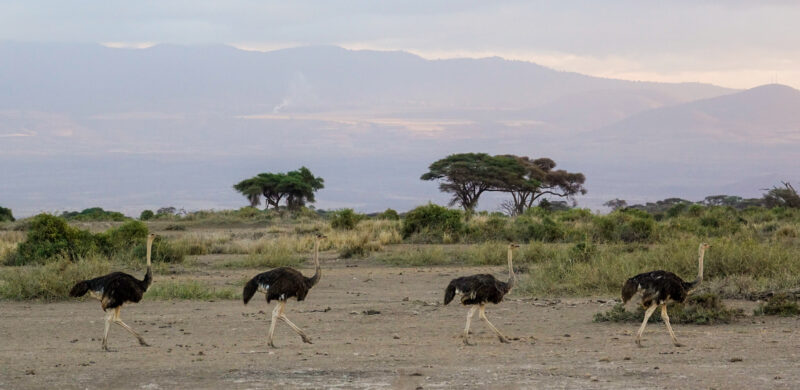 Ostriches