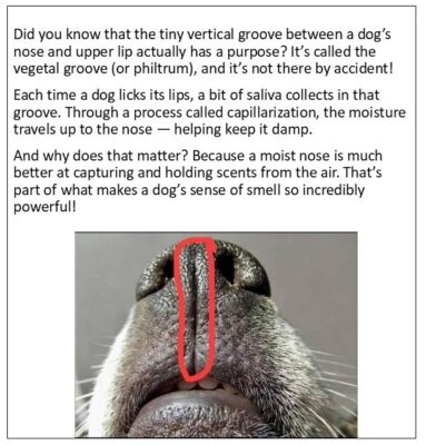 Did you know... dogs