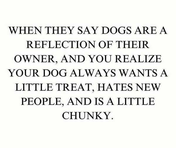 stupid fat dogs
