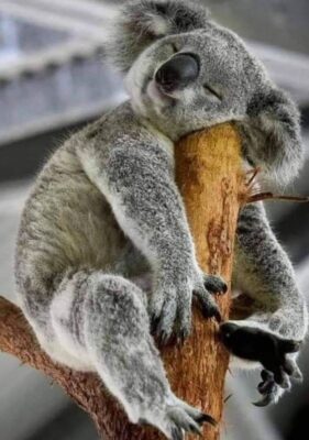 caption group koala