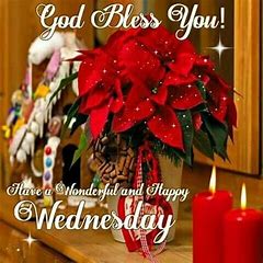 Wednesday Poinsettia