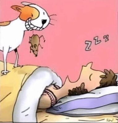 cat gift