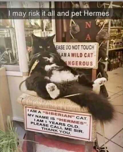 Hermes book store cat
