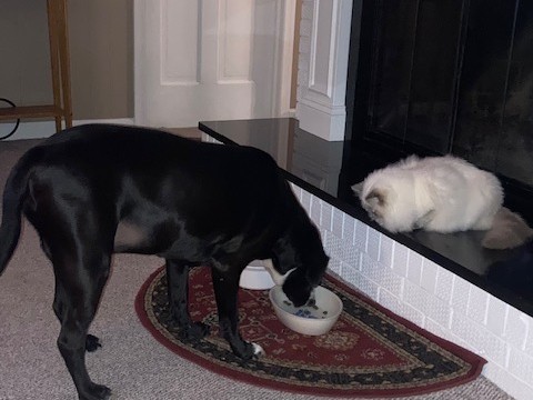 Steve & Luna