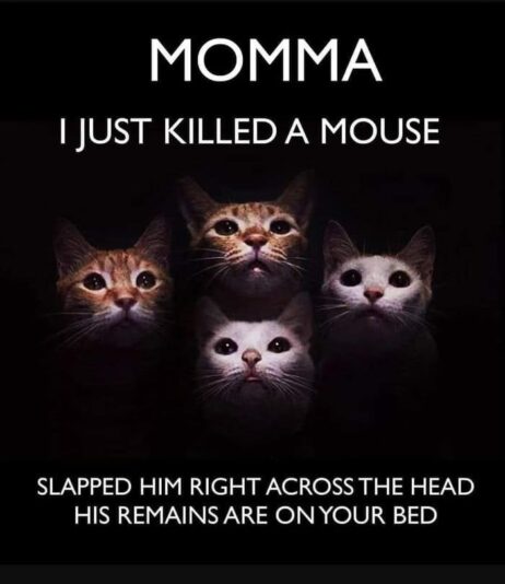 killed a mouse