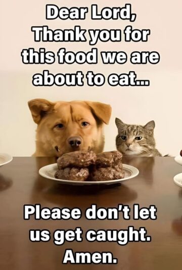 pets