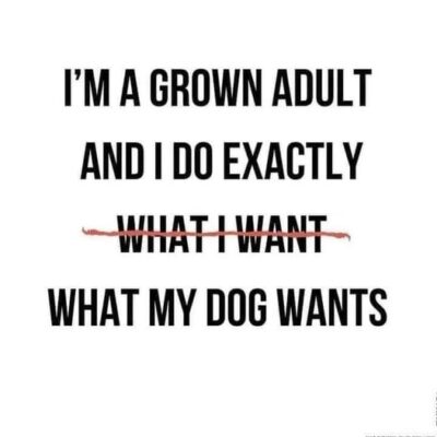 joke 2024 z26 dog
