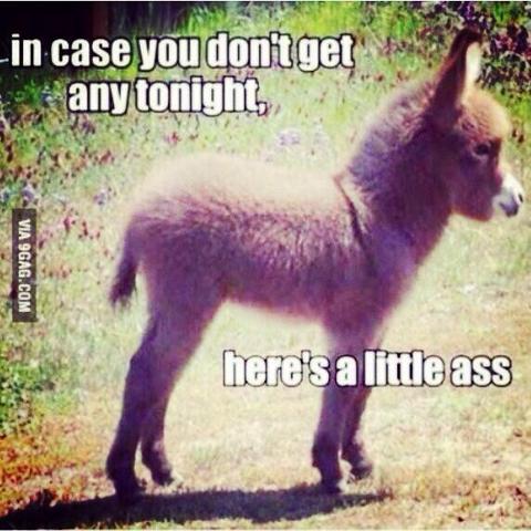 little ass.