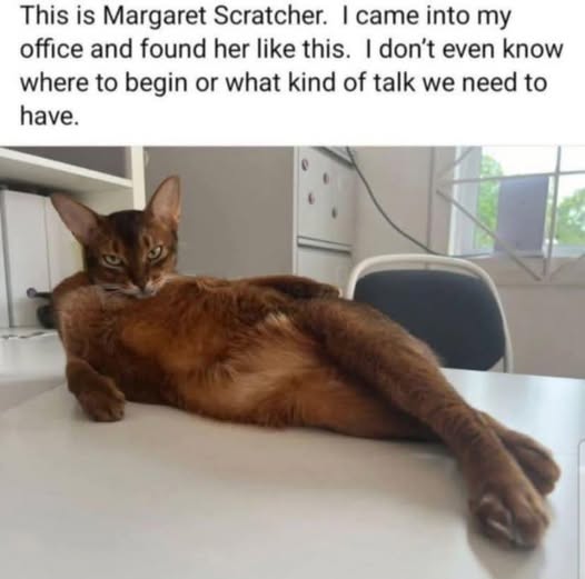 posed kitty