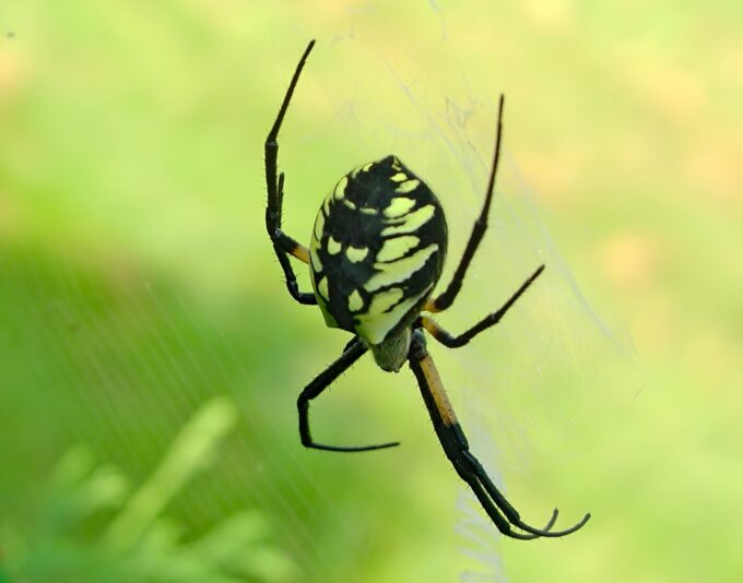 BIG SPIDER_face26