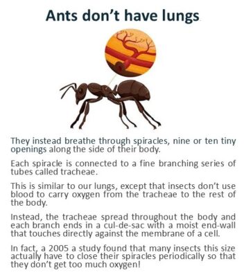 Did you know ... ants