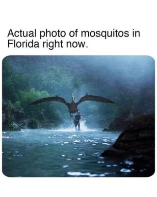 FLA mosquitos