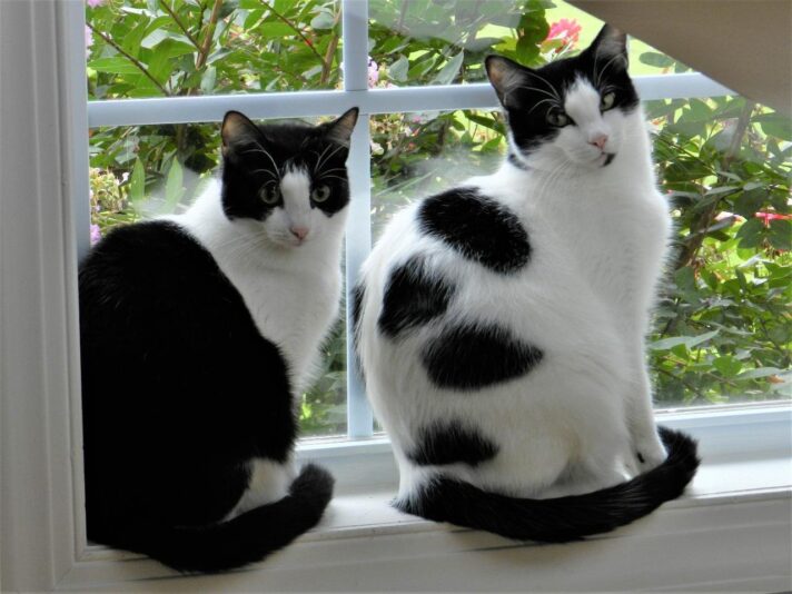 DOODLE AND PHOEBE
