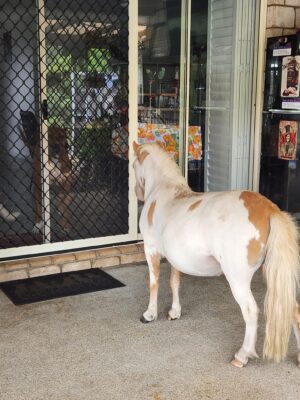 emmy at screen door