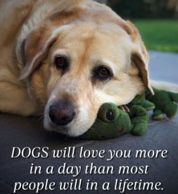 a dog