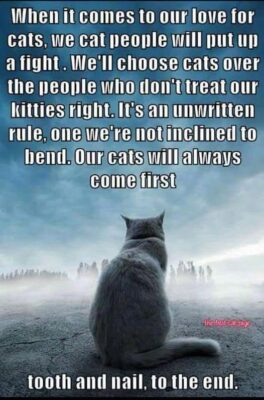 cat love