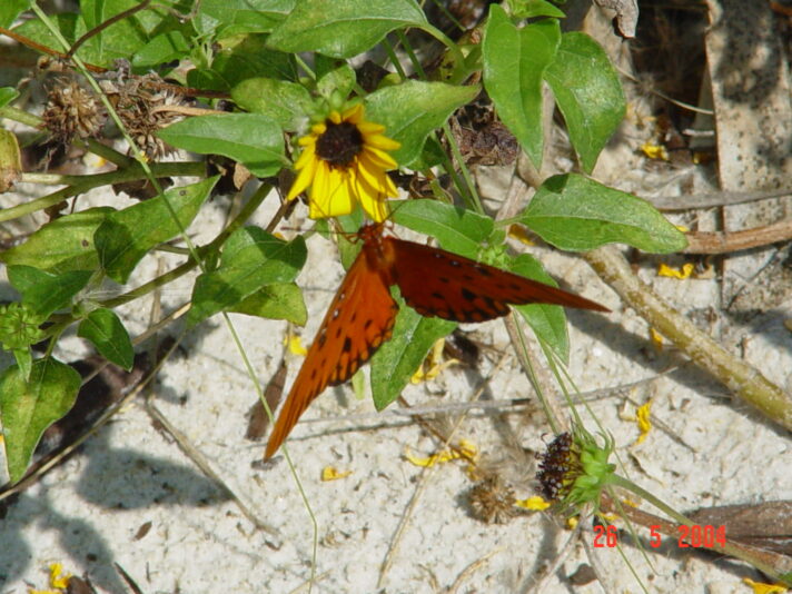 DSC01132