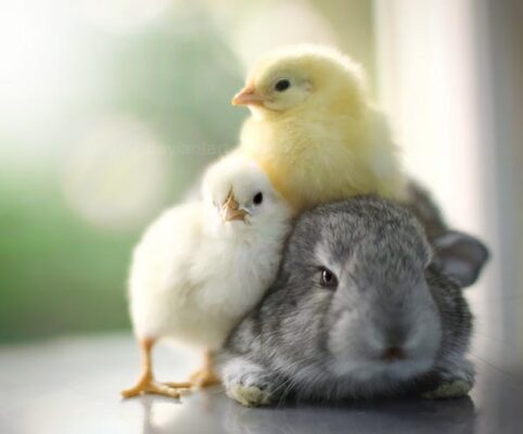 chick magnet bunny