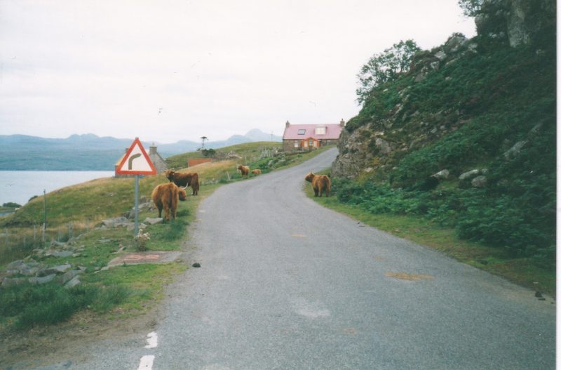 1999 Highland Cattle in Scotland