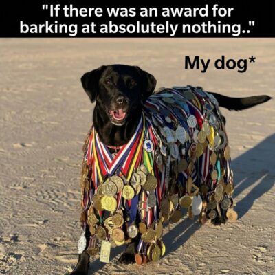 joke dog dec 2025