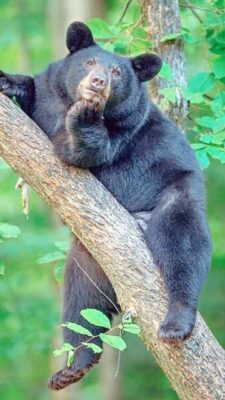caption group bear in tree