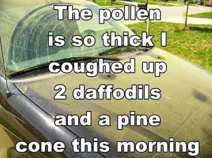 pollen433716_n