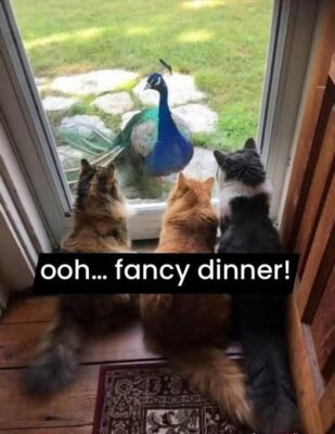 fancy dinner