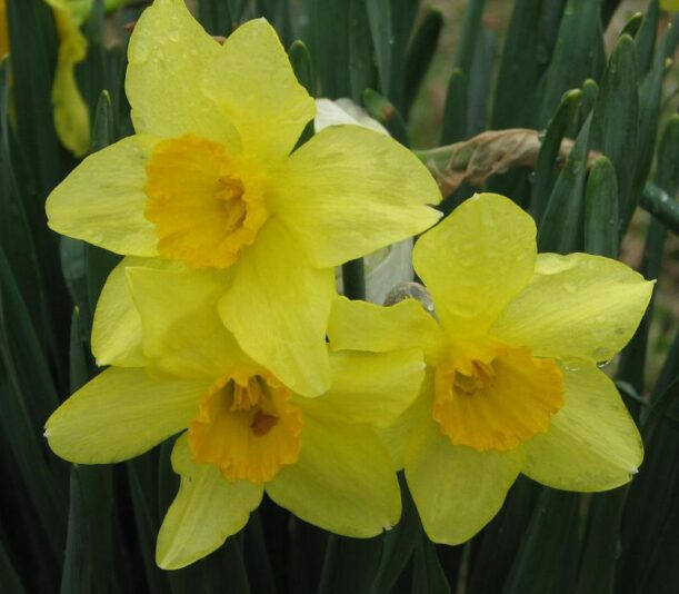 Daffyd