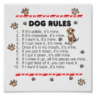 joke 2024funny dogs rule
