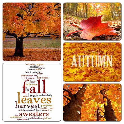 Fall collage picture's