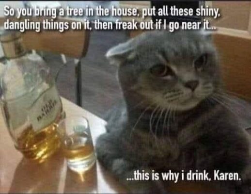 drinking cat