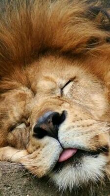 caption group sleeping lion