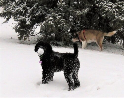 Maya in the snow