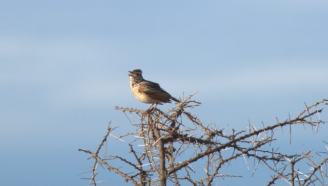 Rufous-naped Lark