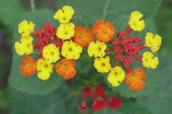 MINI BOQUET