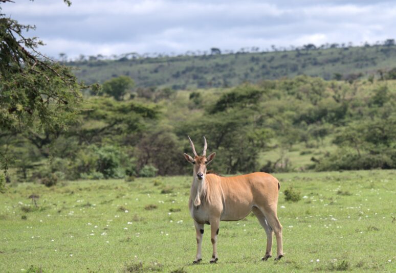 Common Eland