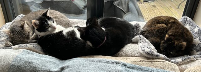 All cats